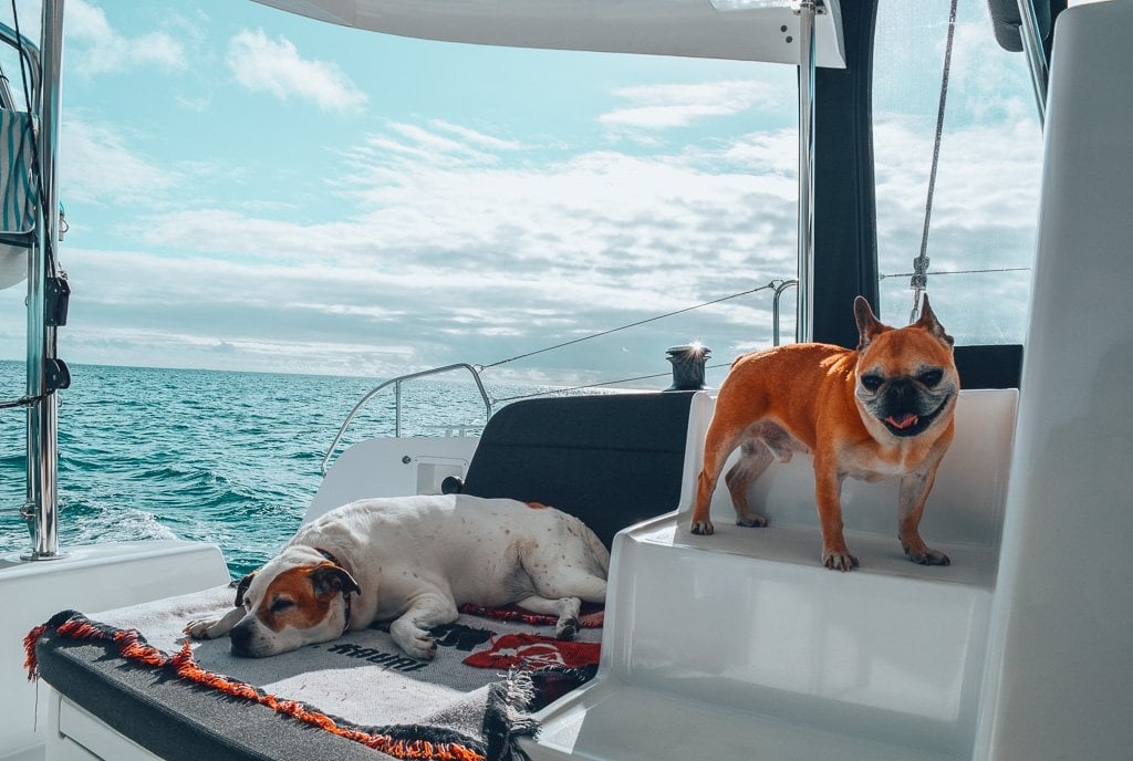 traveling with dogs internationally