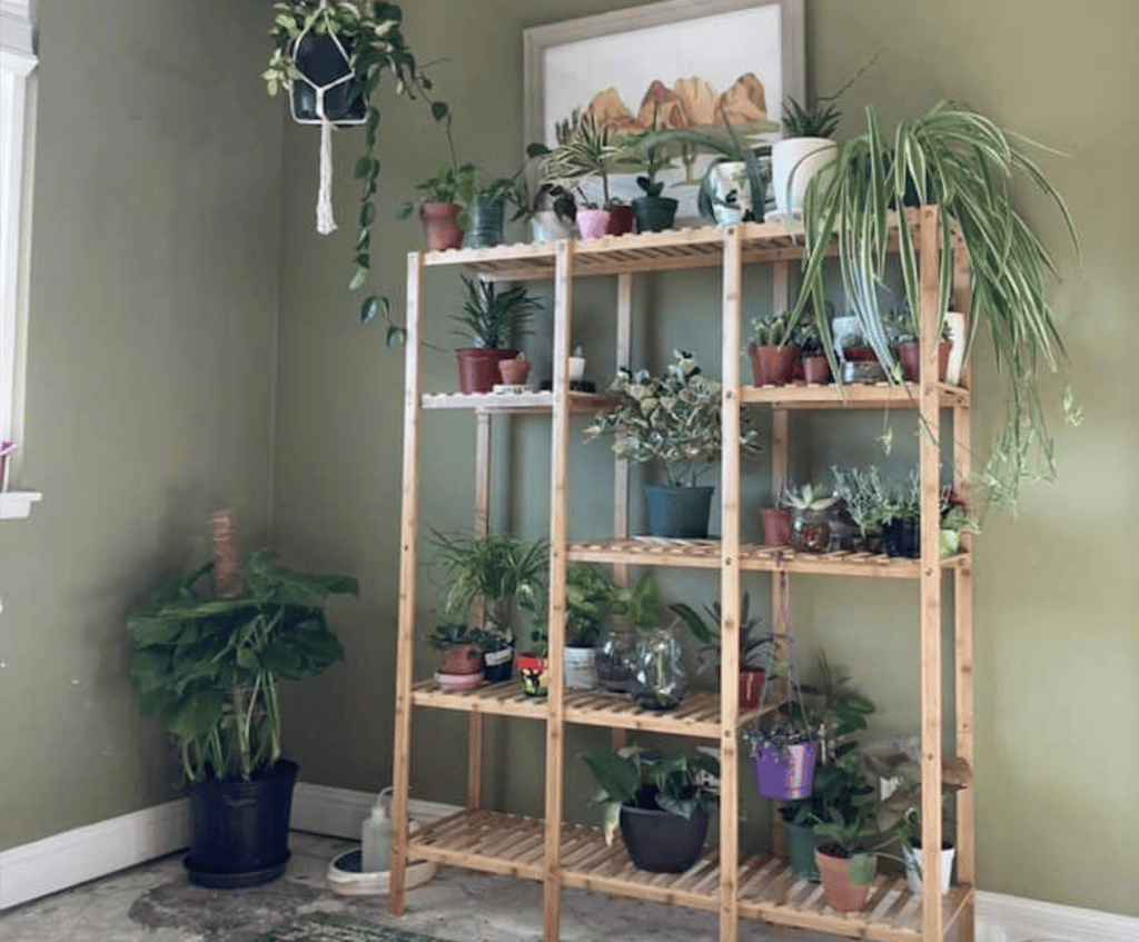 Here are some of my personal indoor plants. 10 Best Places To Sell Plants To Make Money